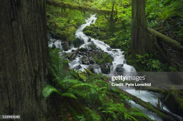 water fall and moss in rainforest - portland oregon columbia river gorge stock pictures, royalty-free photos & images