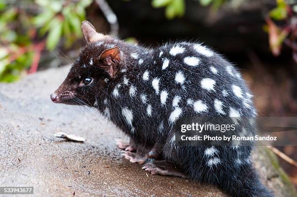 eastern quoll (dasyurus viverrinus) - spotted quoll stock pictures, royalty-free photos & images