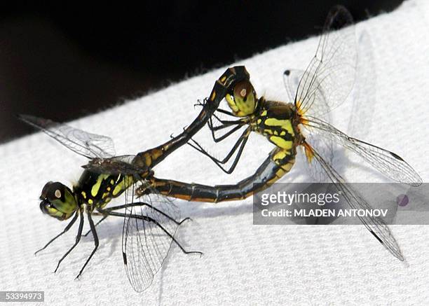 Two damselflies, often mistaken with dragonflys perform their love dance 16 August 2005 in Zhukovsky. Dragonflies and damselflies belong to the...