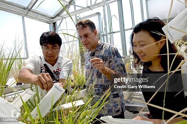 Paul Sanchez , a graduate student from Japan; Dr. Rod Wing, the rice genome project leader; and Dr. Hye Ran Kim, leader of the Sequencing and R&D...