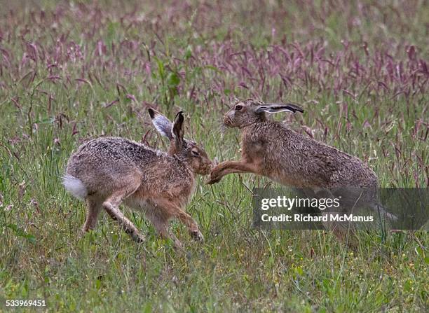 Hare Rabbit Fight 175 Hare Fight Stock Photos, High-Res Pictures, and Images - Getty Images