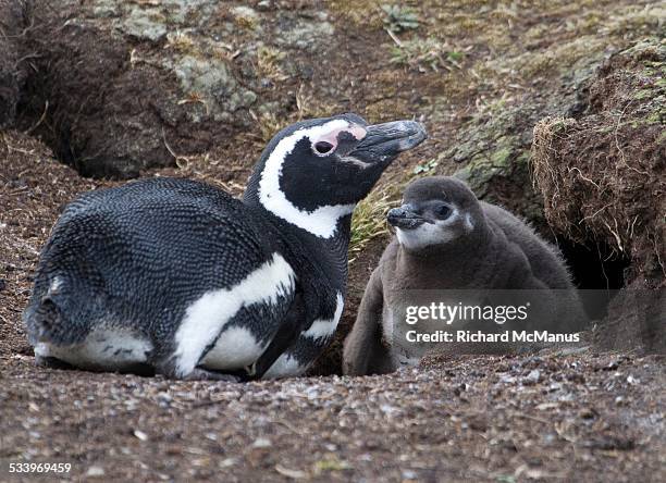 wildlife - magellan penguin stock pictures, royalty-free photos & images