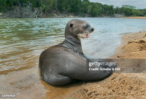 wildlife - giant otter stock-fotos und bilder