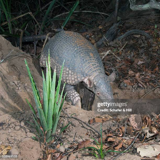 wildlife - armadillo 個照片及圖片檔