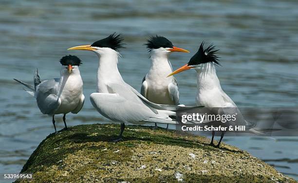 wildlife - tern stock pictures, royalty-free photos & images