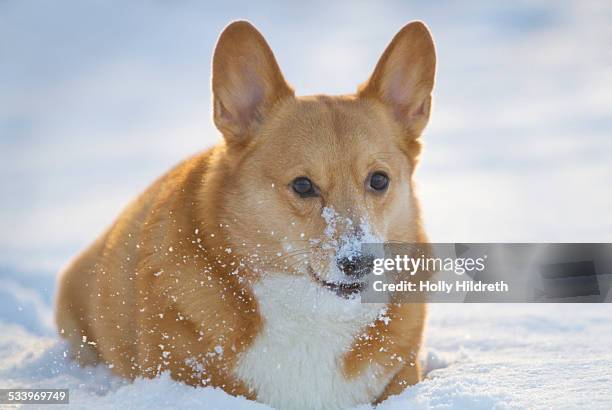 u.s. cold snap - bevriezing stockfoto's en -beelden