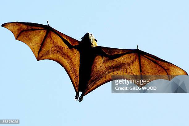 Grey-headed Flying-fox , a native Australian bat, stretches its leathery wings as it flies high over Sydney's Botanical Gardens, 17 August 2005. The...