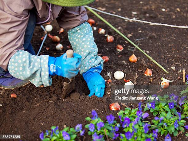 Yokohama, Japan A woman plants tulip bulbs with a gardening trowel in Yokohama Park. Tulip Festival are held in Yokohama Park every spring.