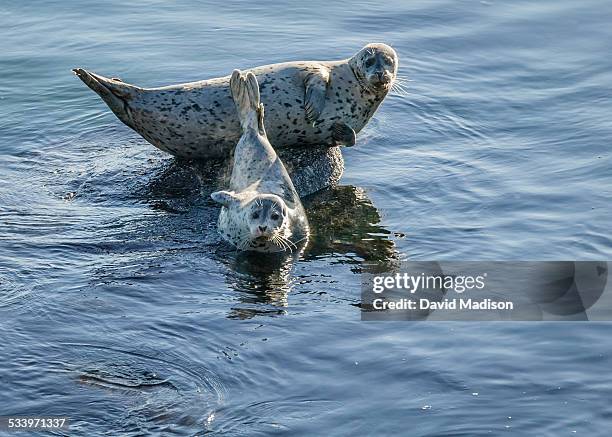 wildlife - foca común fotografías e imágenes de stock