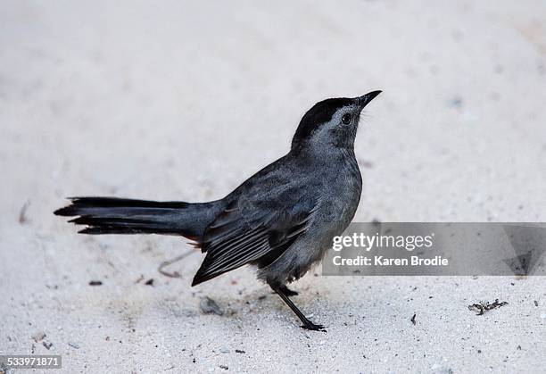 wildlife - gray catbird stock pictures, royalty-free photos & images