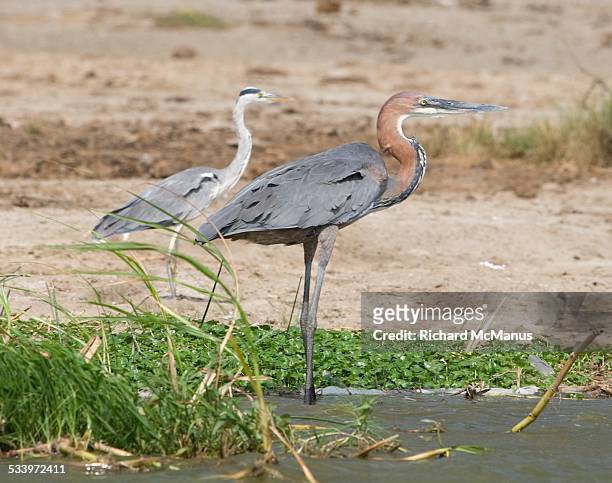 wildlife - goliath heron stock pictures, royalty-free photos & images