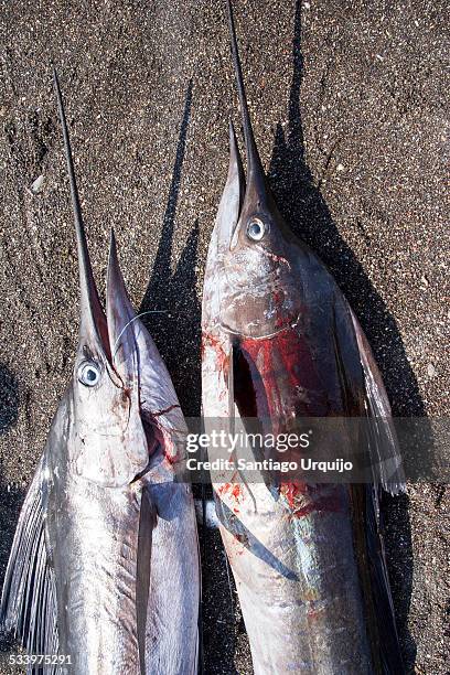 Shewra Fish Shuqra Photos and Premium High Res Pictures - Getty Images