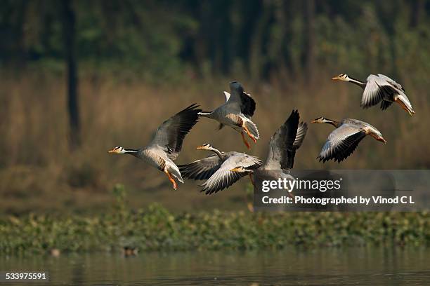 bar-headed geese landing - anser indicus stock pictures, royalty-free photos & images