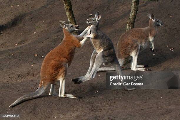 kangaroo fight - boxing kangaroo stock pictures, royalty-free photos & images