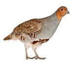 Portrait of Grey Partridge also known as the English Partridge