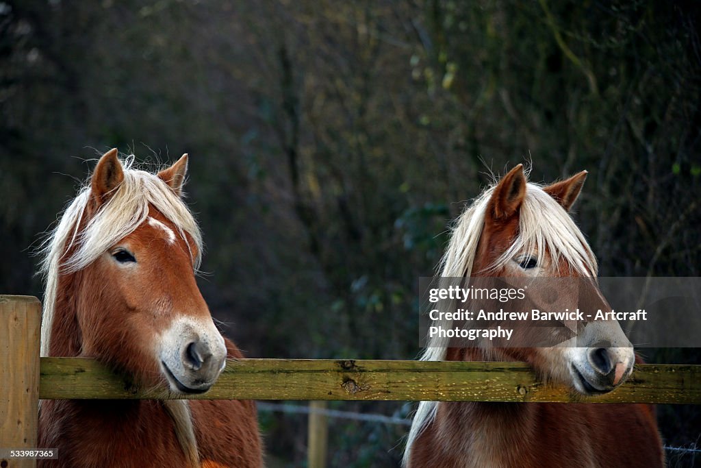 Palomino ponies