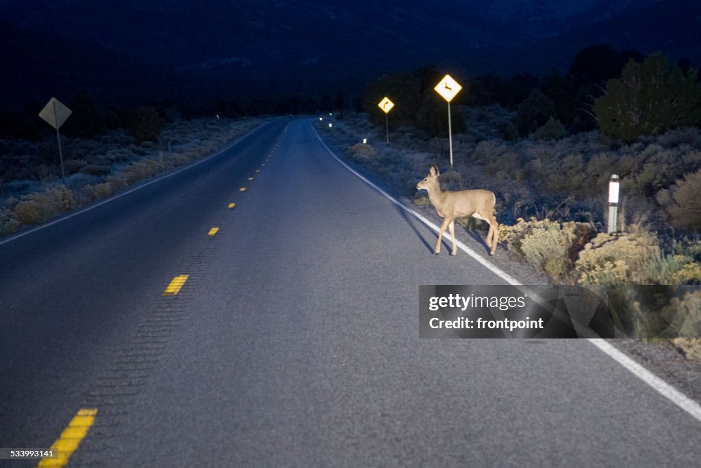 Deer in headlights