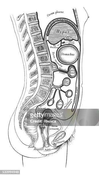 human anatomy scientific illustrations: peritoneum (female) - abdomen diagram stock illustrations