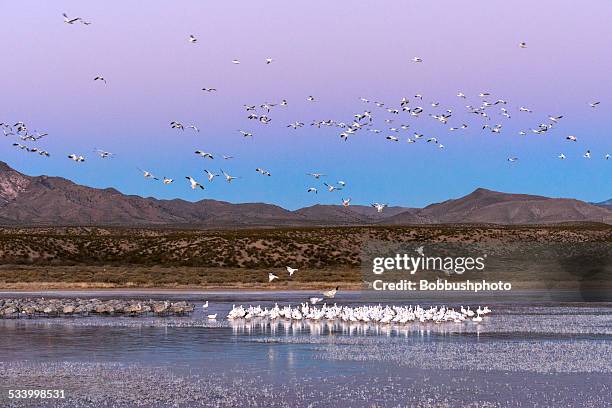 snow geese and sandhill cranes at dawn with copy space - bosque del apache national wildlife reserve stockfoto's en -beelden