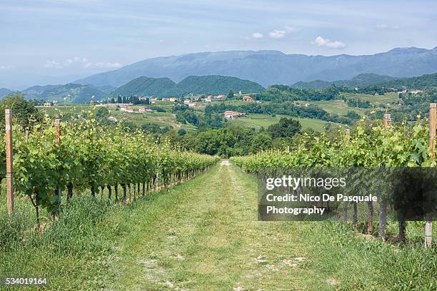 vineyards in veneto - veneto vineyard stock pictures, royalty-free photos & images