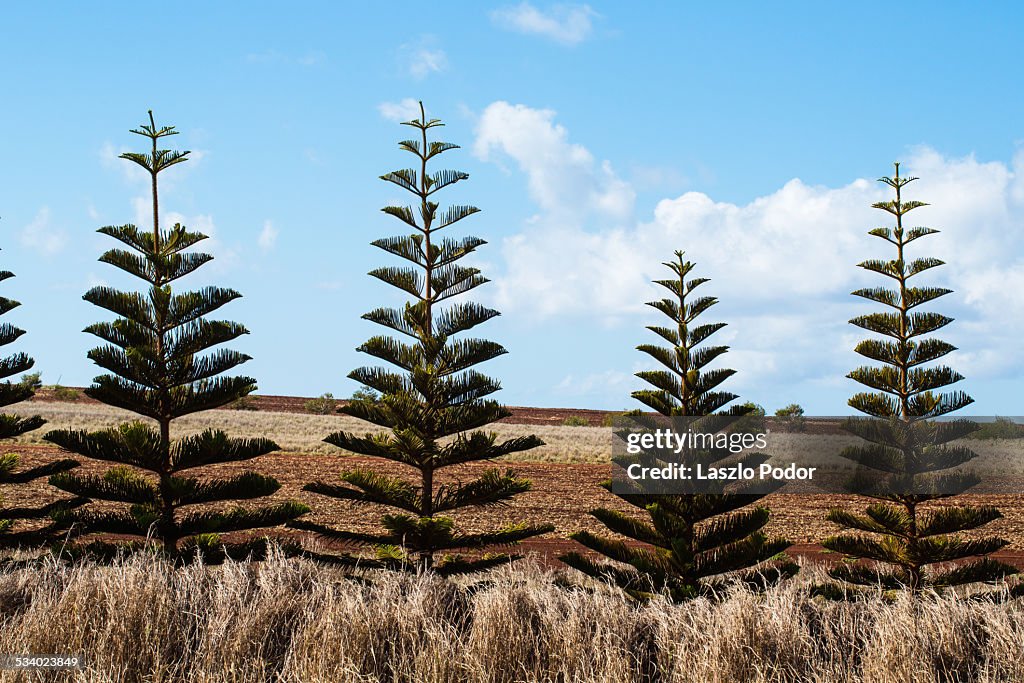 Cook Pine Cook Pine Trees In Molokai Hawaii High-Res Stock Photo - Getty Images