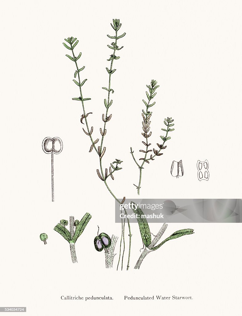 Grass