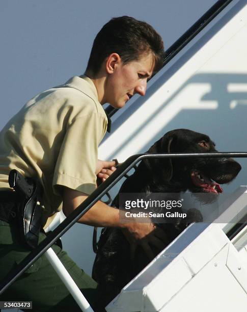 Policewoman leads a sniffer dog on a security check on the ramp Pope Benedict XVI will use upon his arrival a few hours later at Koeln Bonn airport...