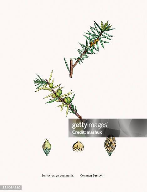 junipers tree branch with berries - juniper tree stock illustrations
