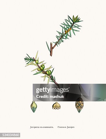 Junipers tree branch with berries Junipers tree branch with berries