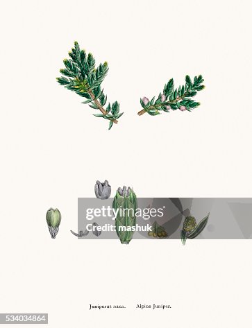 Junipers tree branch with berries Junipers tree branch with berries