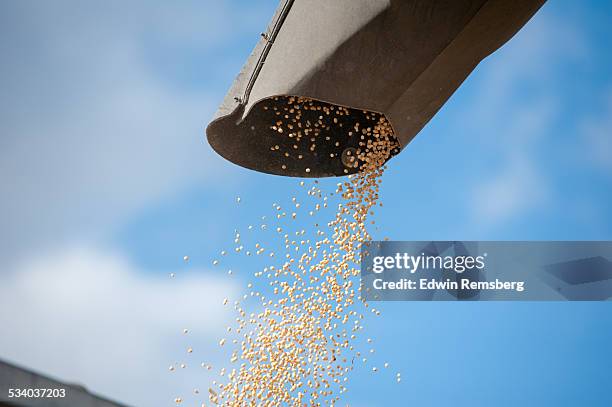 harvested grain - soybean harvest photos et images de collection