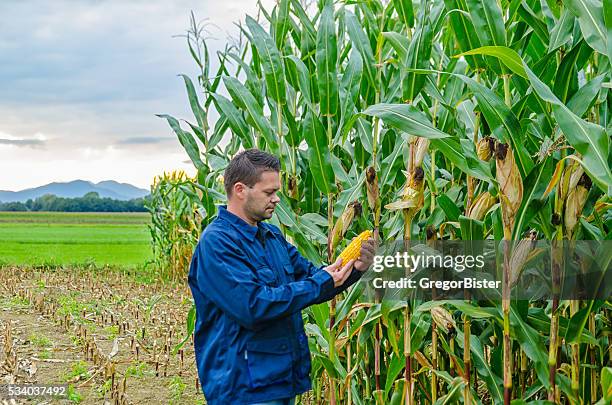 farmer inspecting corn - sweetcorn stock pictures, royalty-free photos & images