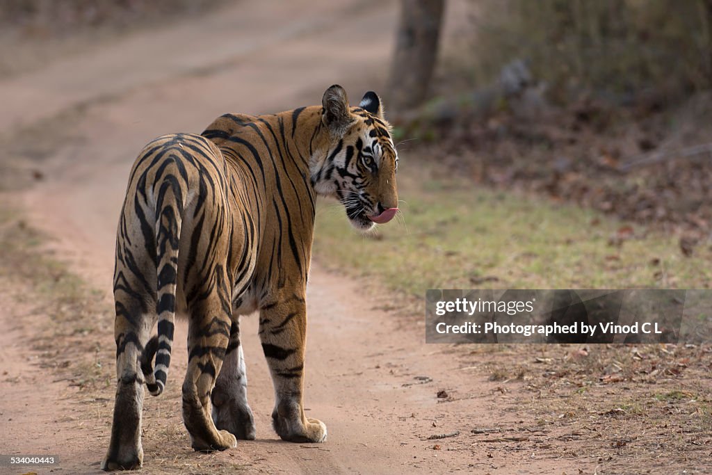 Tiger Rol You Back Tiger Looking Back