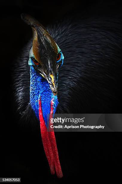 cassowary looking at camera - cassowary stock pictures, royalty-free photos & images