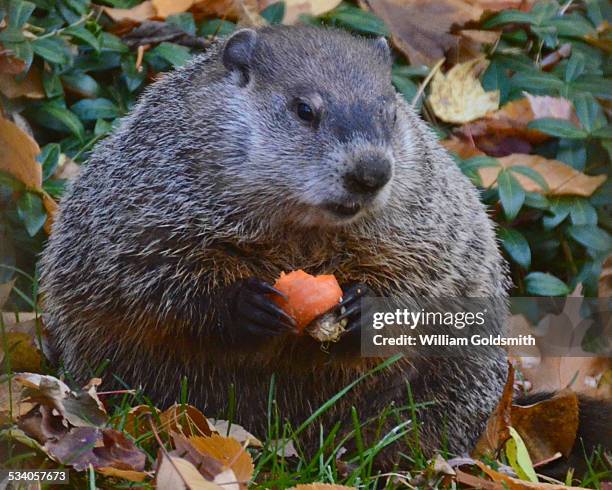 woodchuck or groundhog chews on apple slice - funny groundhog 個照片及圖片檔