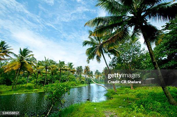 tropical beach with coconut trees - ケララ州 ストックフォトと画像