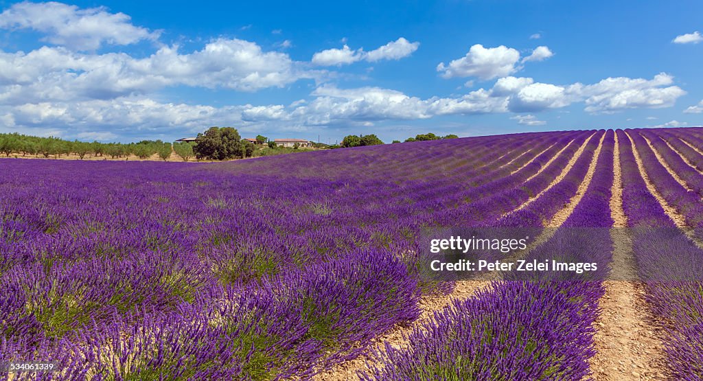 Wonderful lavender fields in Provence