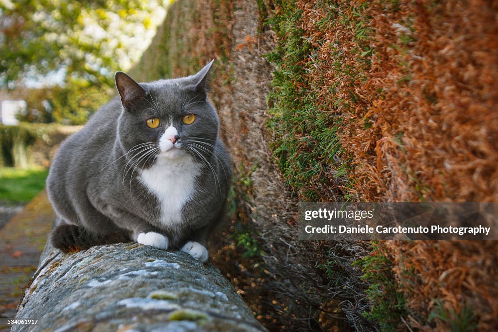 British cat