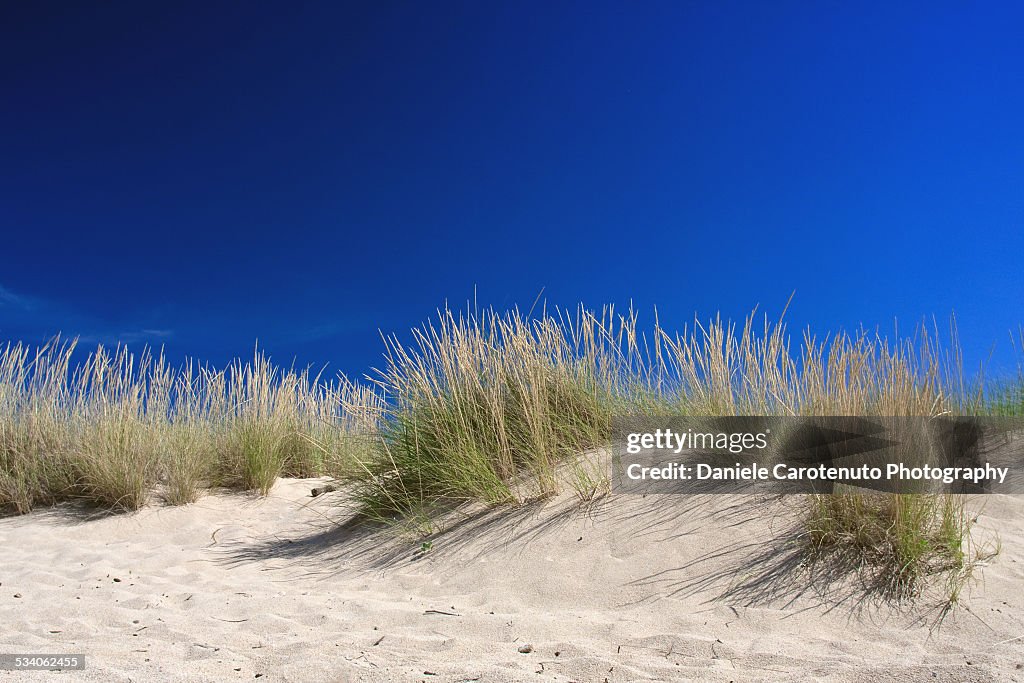 Sandy veg in blue