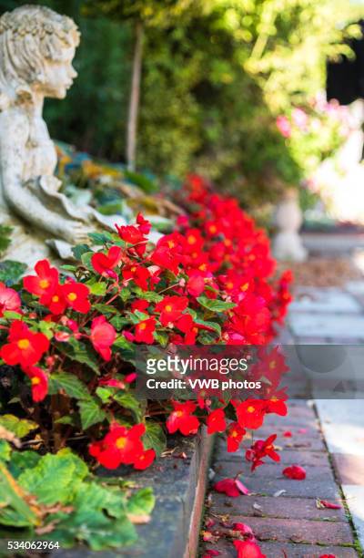 flowerbed of red tuberous begonias: varsity scarlet - wax begonia stock pictures, royalty-free photos & images