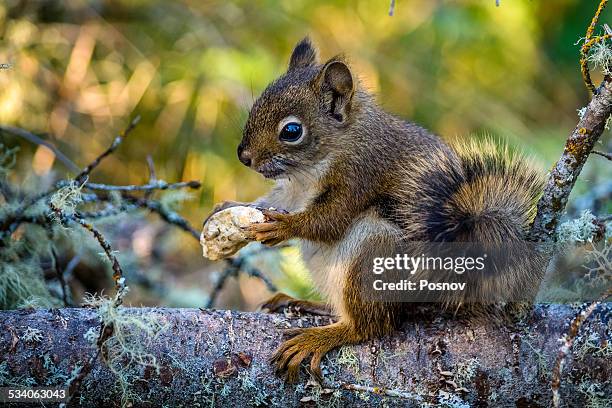 red squirrel with a mushroom - isle royale national park - fotografias e filmes do acervo