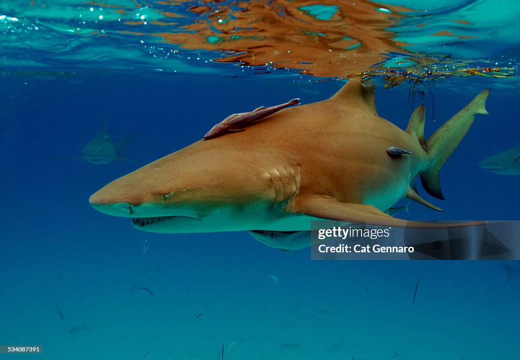 Beautiful Lemon Shark