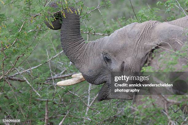 african elephant. browsing close-up. - picking her nose stock pictures, royalty-free photos & images