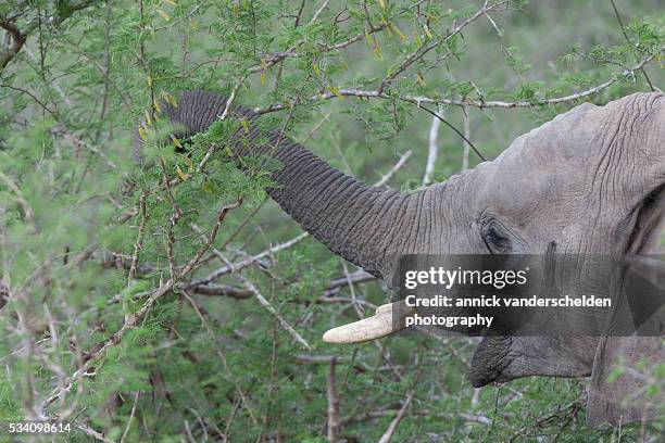 african elephant. browsing close-up. - picking her nose stock pictures, royalty-free photos & images