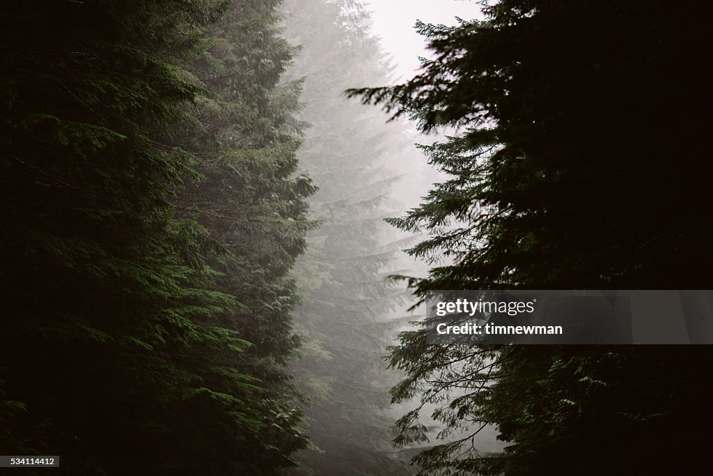 Foggy Forest Trees