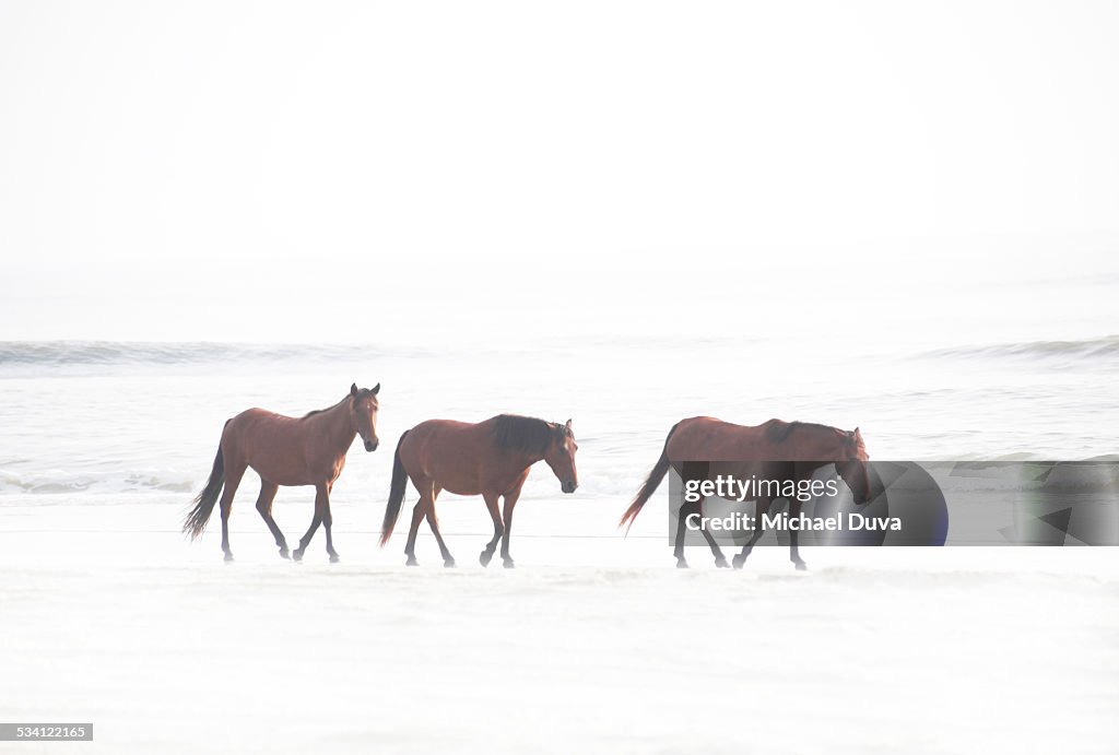 Wild horses walking on the beach along the ocean