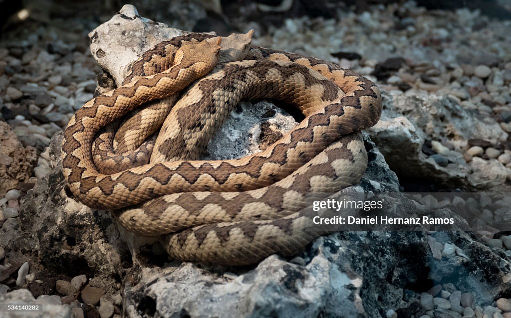 Lataste's viper. Vipera latastei