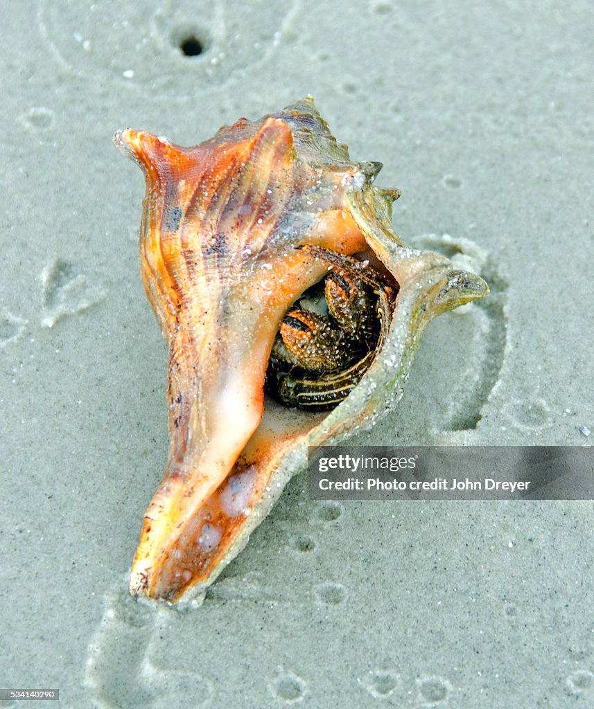 Hermit Crab in Knobbed Whelk Shell
