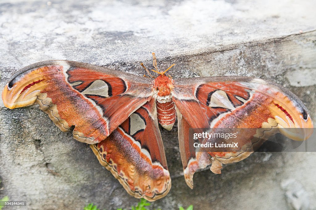 Great moth