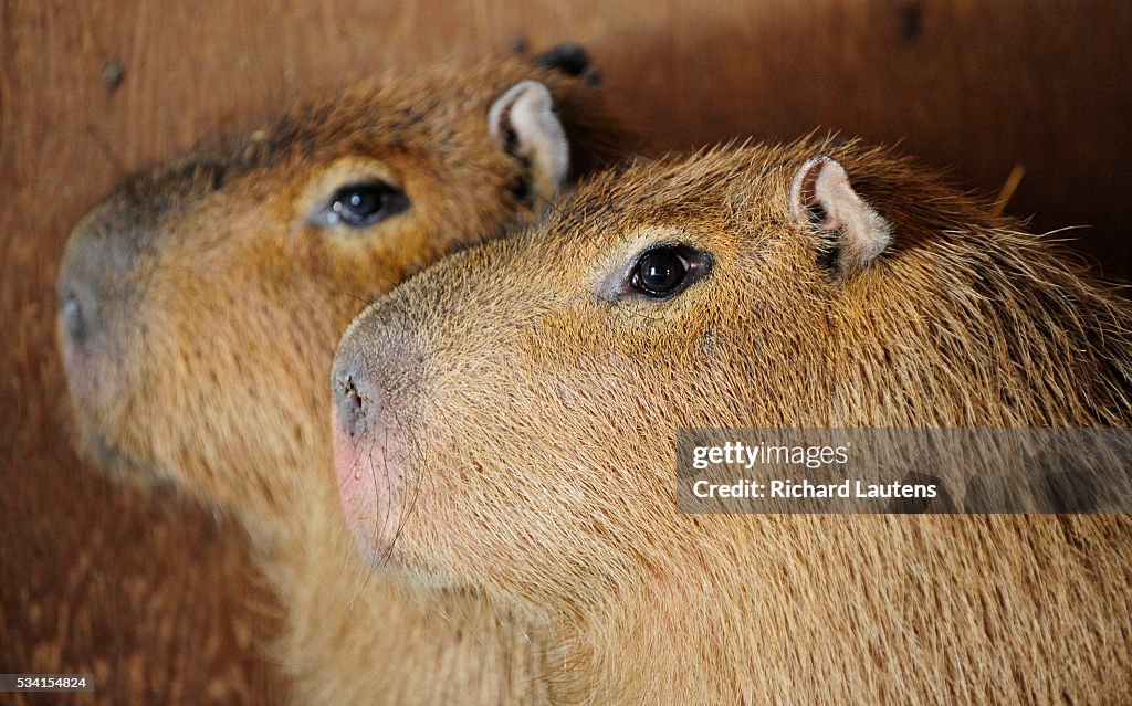 Runaway Capbaras